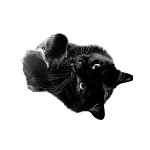 Stock Photo Of Adult Cat, Big Cat Photography, Big Cat Portrait 17555 - Cat PNG image with transparent background